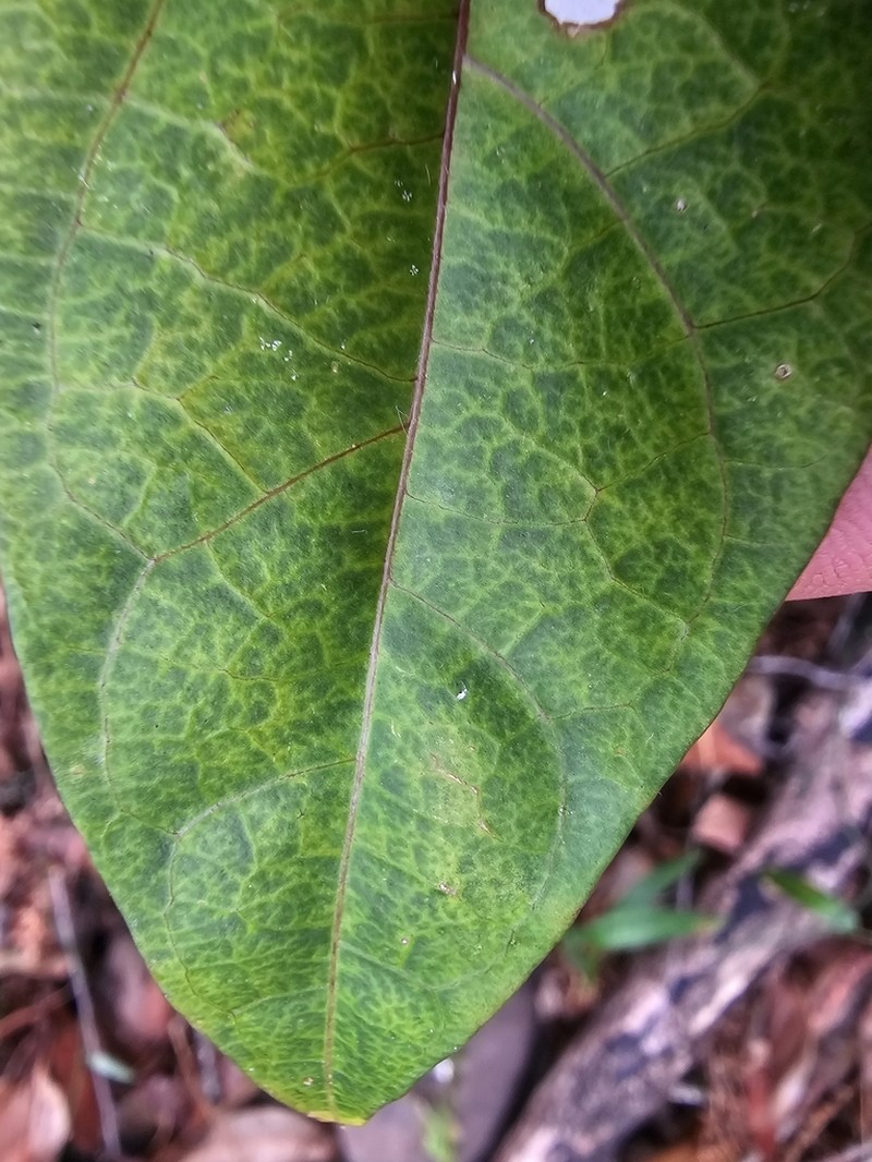 Vincetoxicum paniculatum