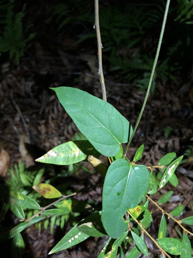 Vincetoxicum paniculatum photo 2