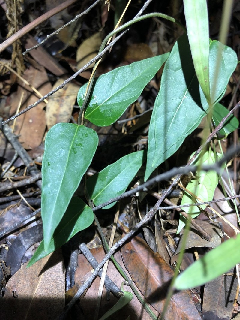 Vincetoxicum paniculatum photo 3