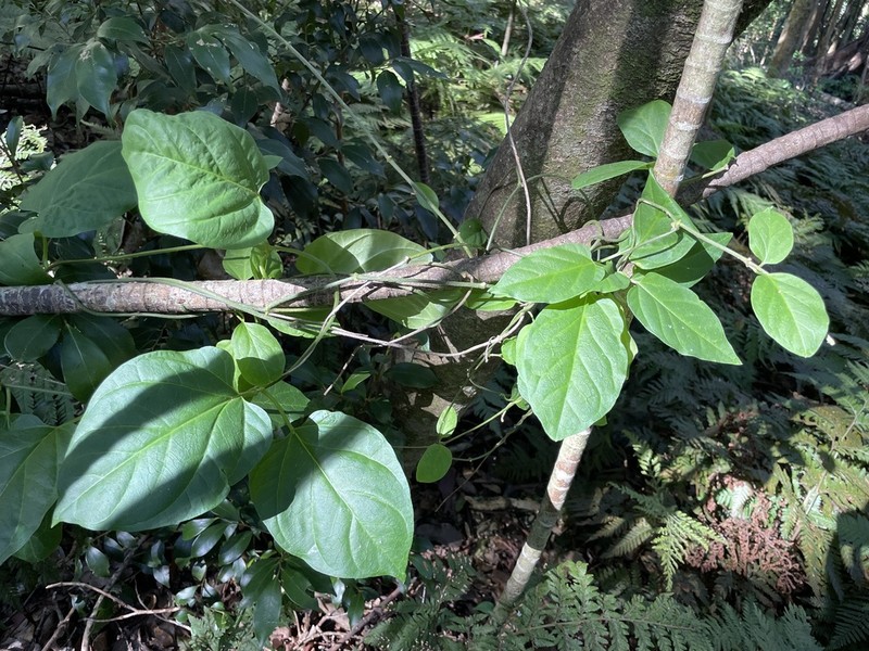 Vincetoxicum paniculatum photo 4