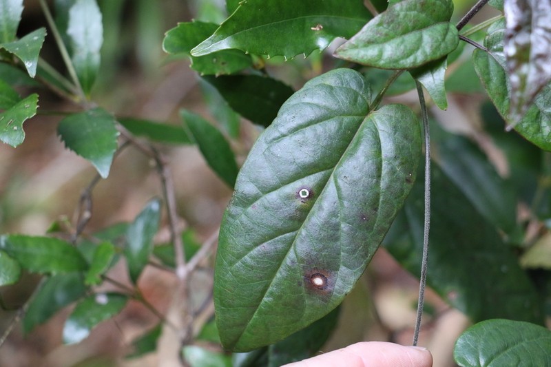 Vincetoxicum paniculatum photo 6
