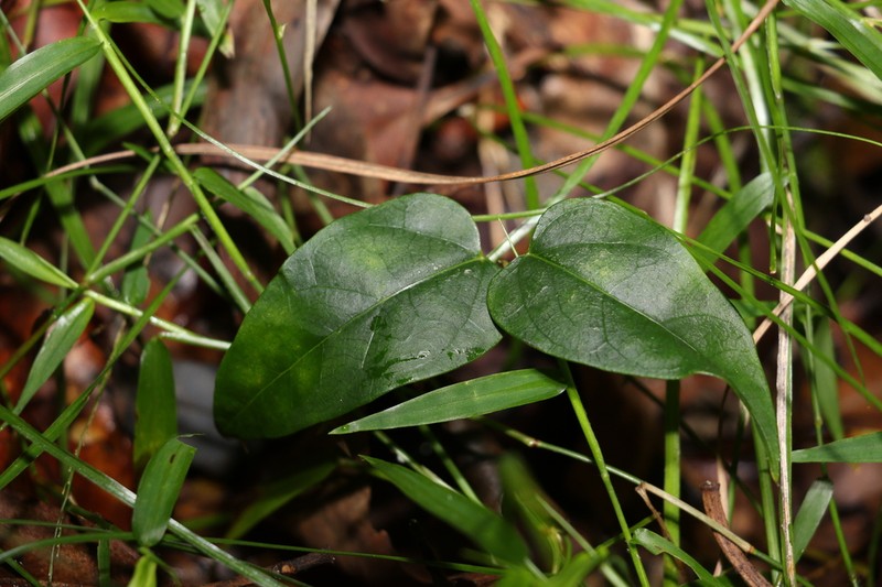 Vincetoxicum paniculatum photo 7