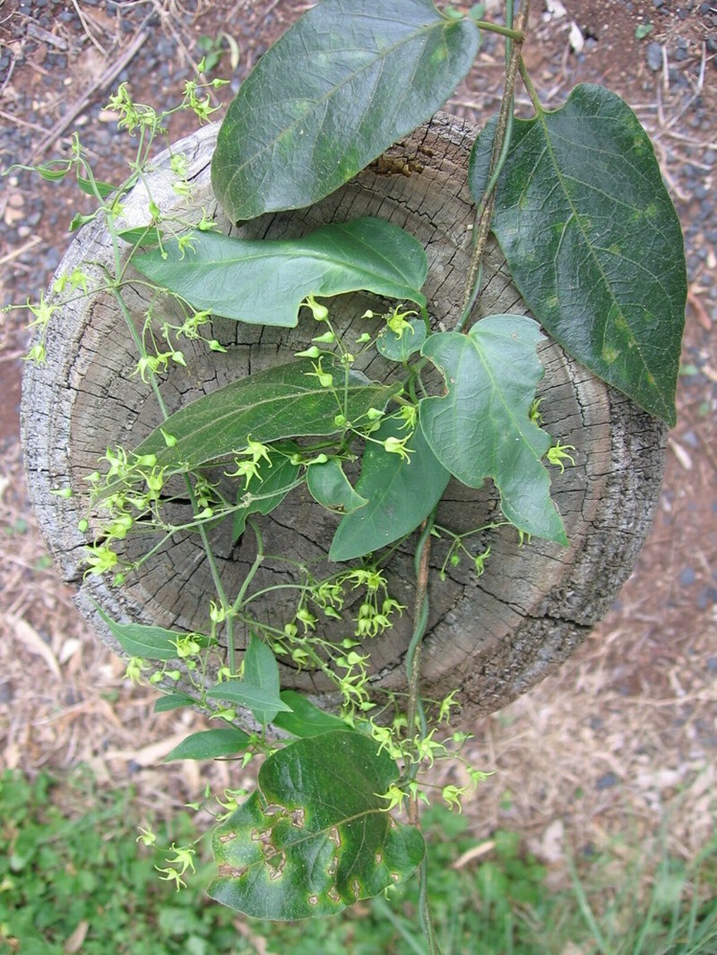 Vincetoxicum paniculatum photo 8