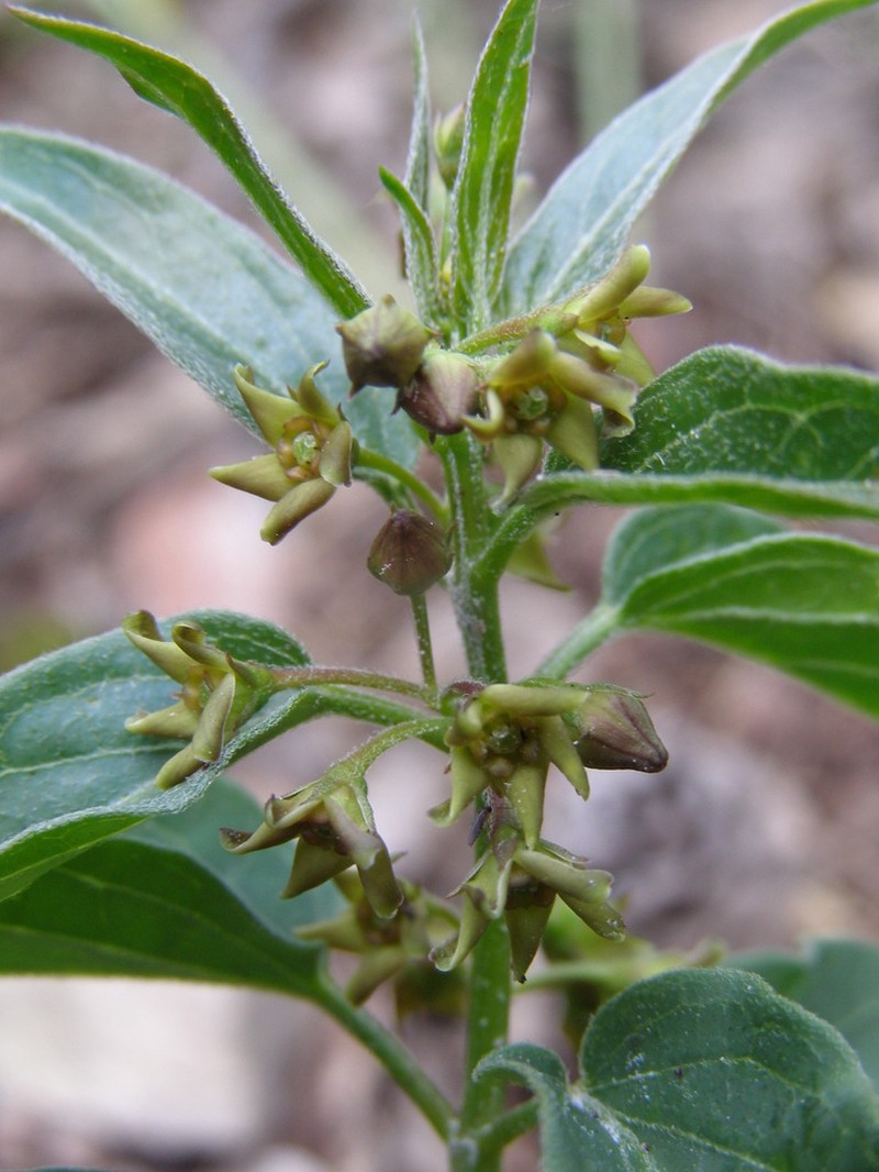Vincetoxicum pannonicum