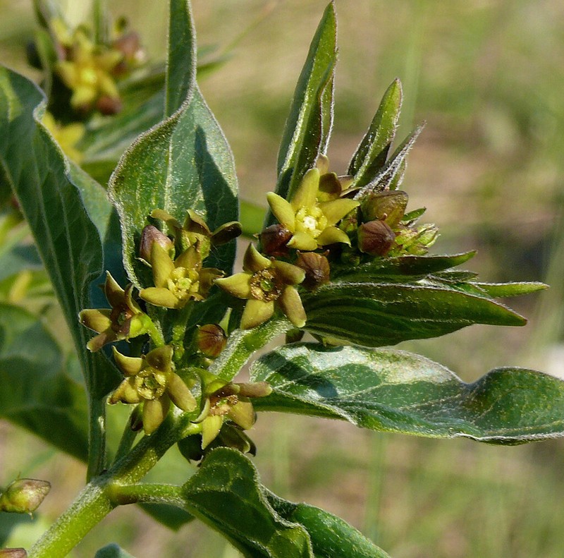 Vincetoxicum pannonicum photo 2