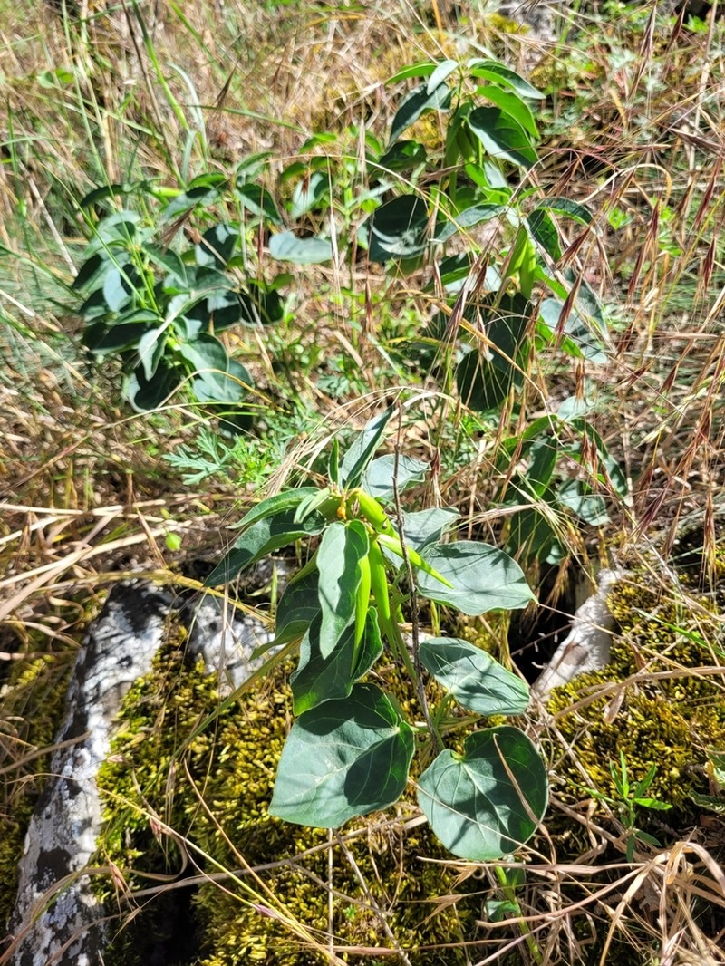 Vincetoxicum pannonicum photo 3