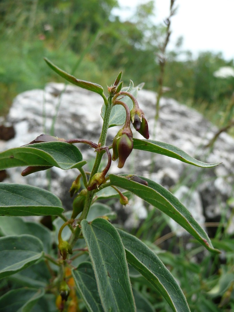 Vincetoxicum pannonicum photo 4