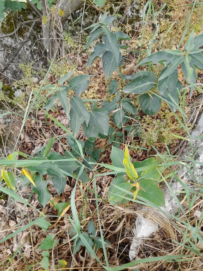 Vincetoxicum pannonicum photo 5