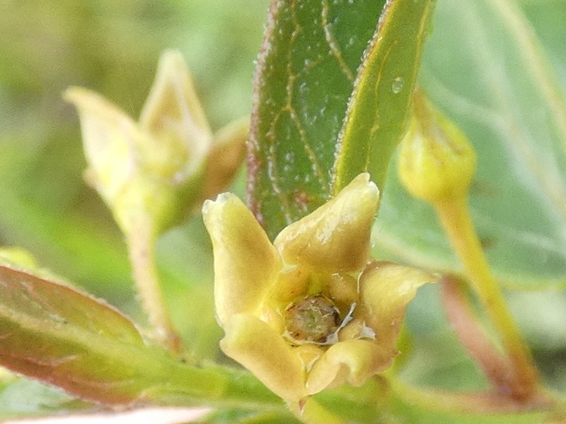 Vincetoxicum pannonicum photo 6