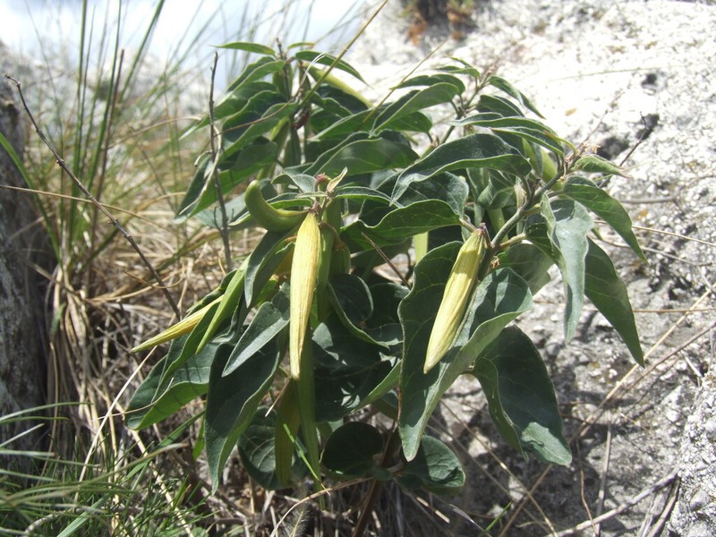 Vincetoxicum pannonicum photo 7