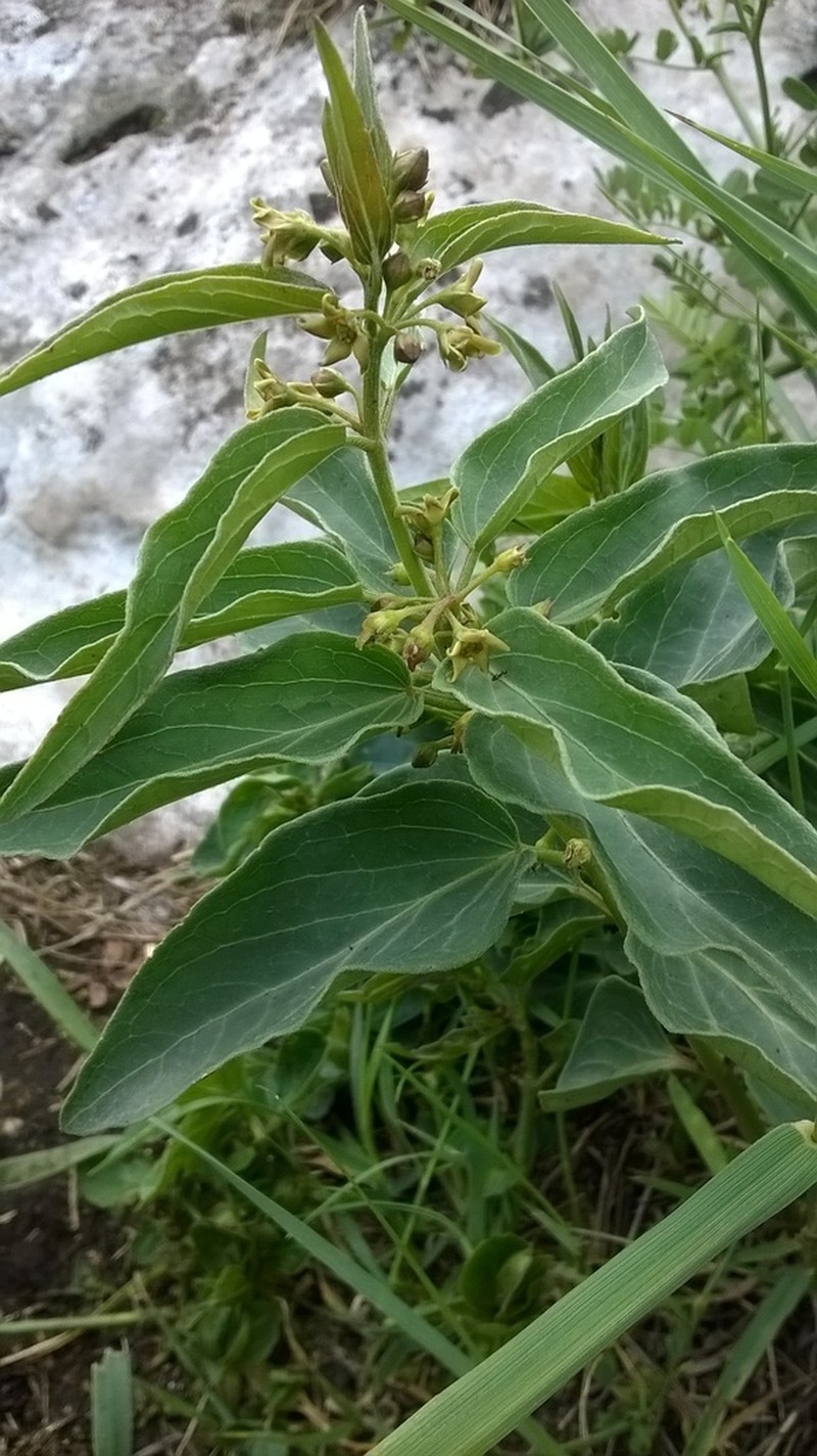 Vincetoxicum pannonicum photo 8