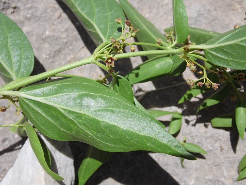 Vincetoxicum parviflorum