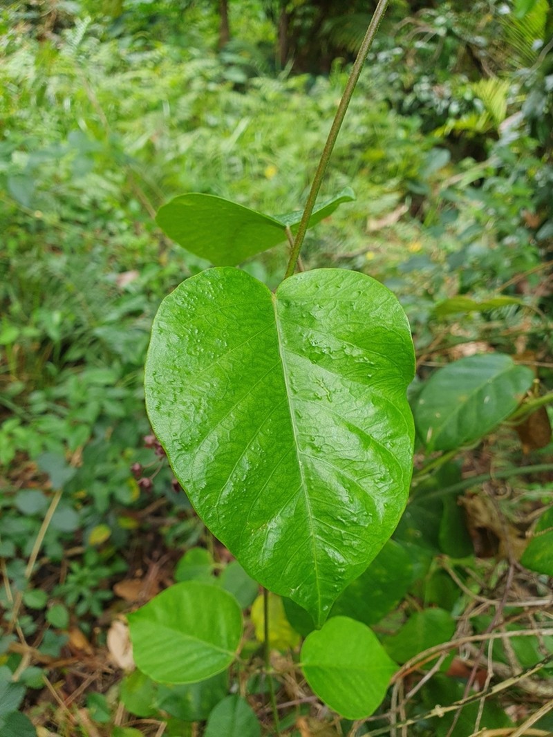 Vincetoxicum polyanthum photo 2