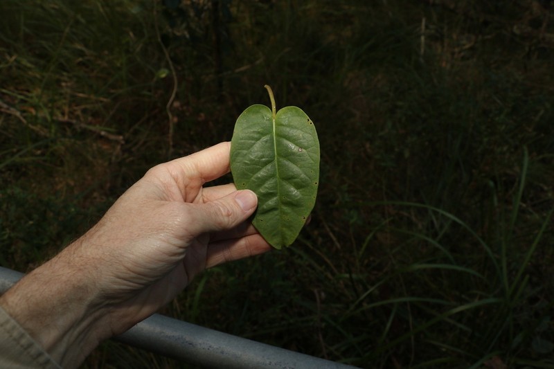 Vincetoxicum polyanthum photo 3