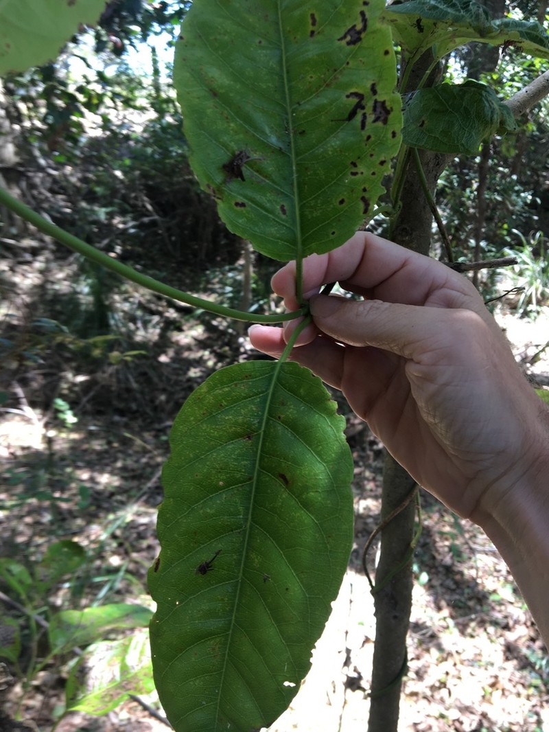 Vincetoxicum polyanthum photo 4