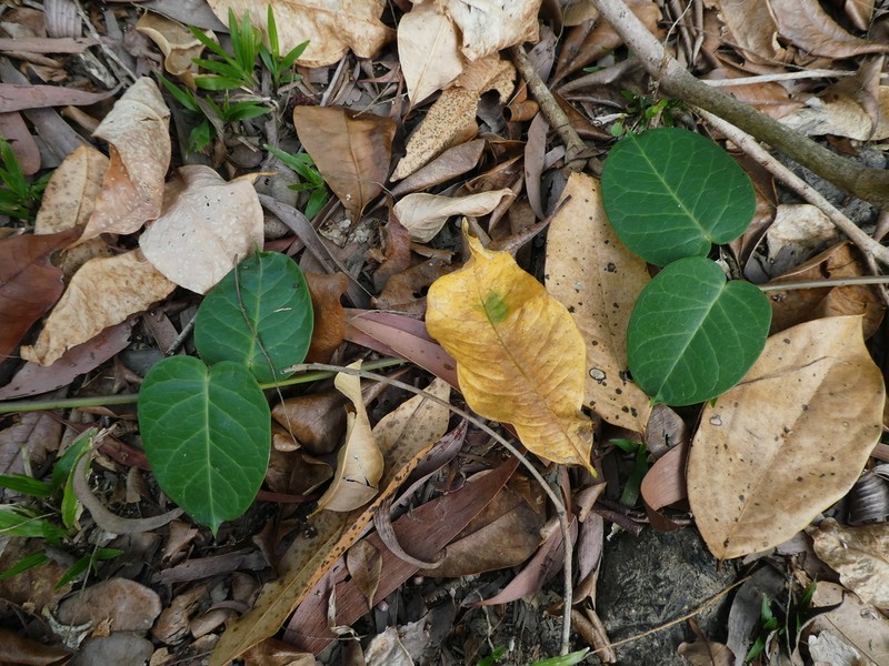 Vincetoxicum polyanthum photo 5