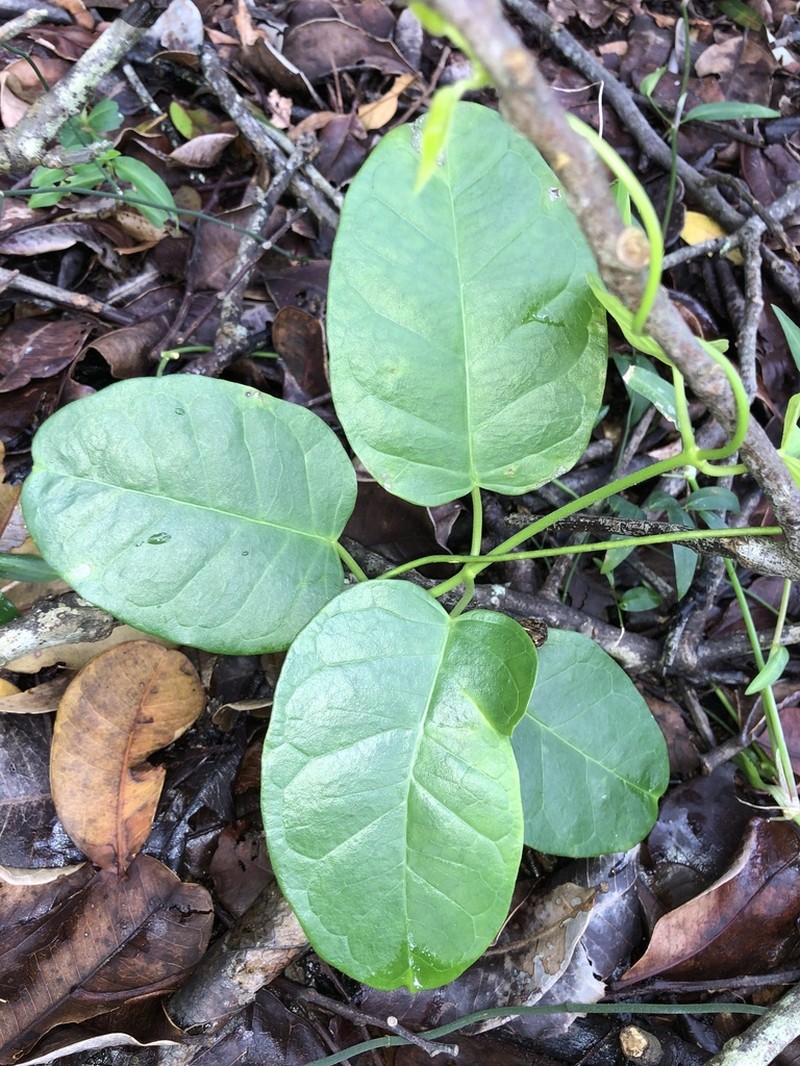 Vincetoxicum polyanthum photo 6