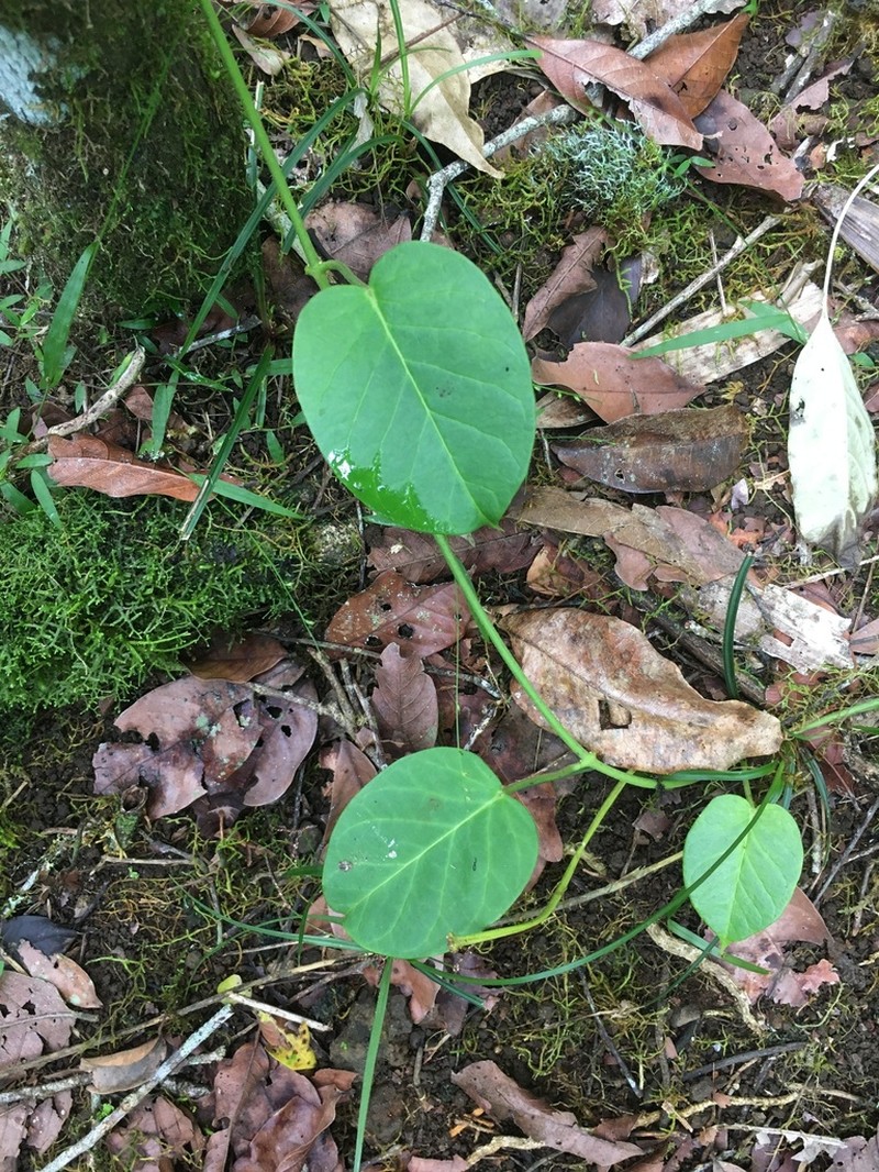 Vincetoxicum polyanthum photo 7