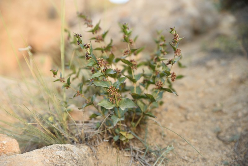 Vincetoxicum pumilum