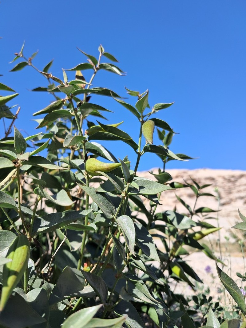 Vincetoxicum pumilum photo 3