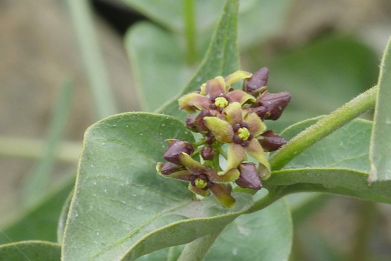 Vincetoxicum pumilum photo 5