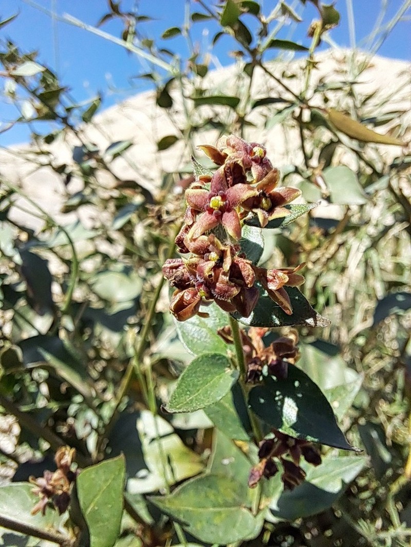Vincetoxicum pumilum photo 6
