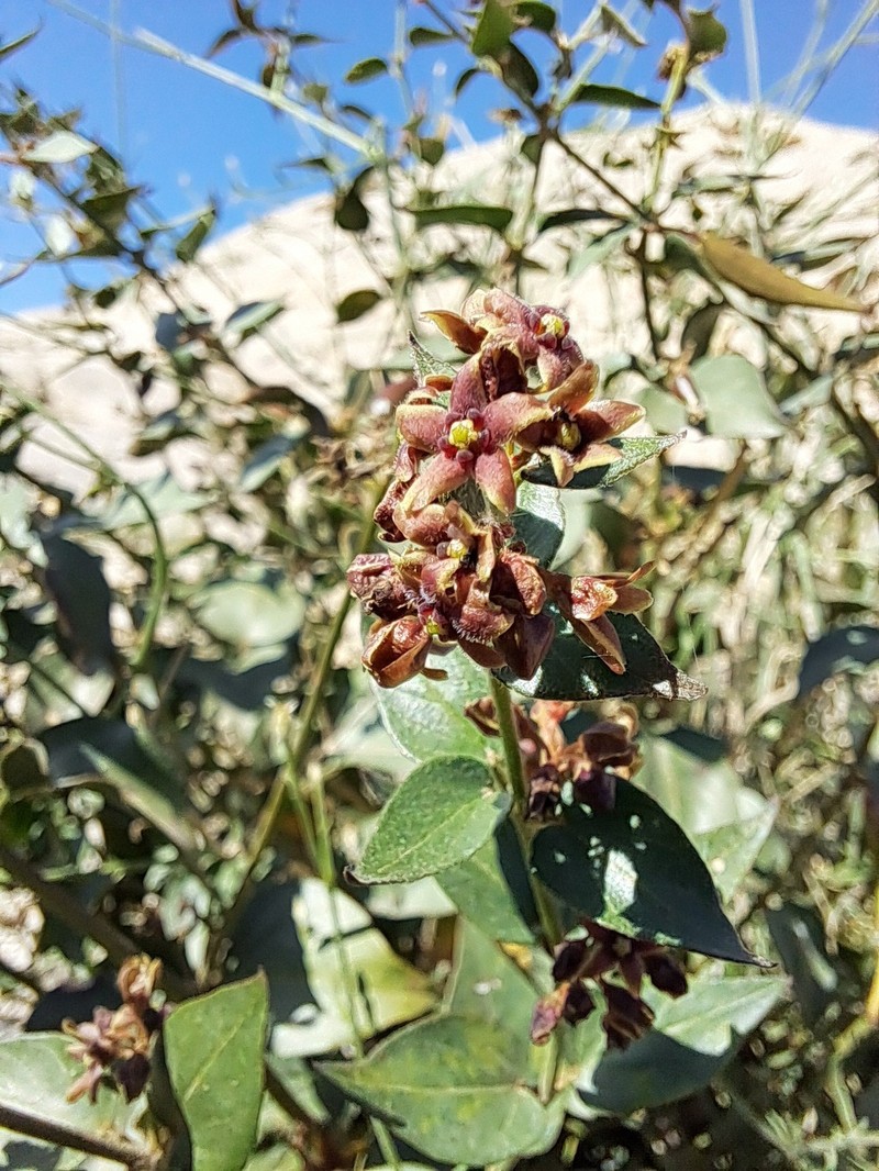Vincetoxicum pumilum photo 7