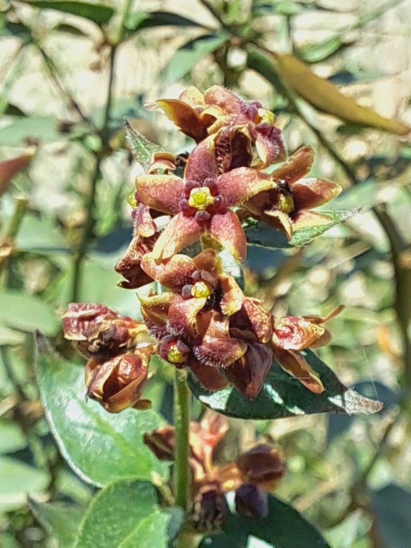 Vincetoxicum pumilum photo 8