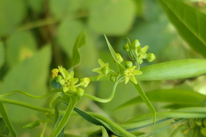 Vincetoxicum rehmannii