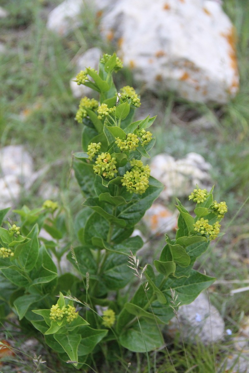 Vincetoxicum rehmannii photo 2