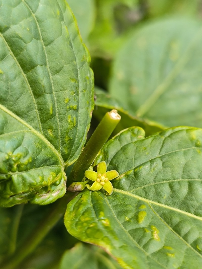 Vincetoxicum rehmannii photo 3