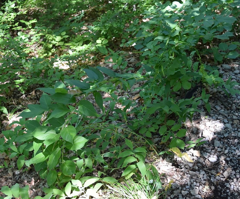Vincetoxicum rehmannii photo 4