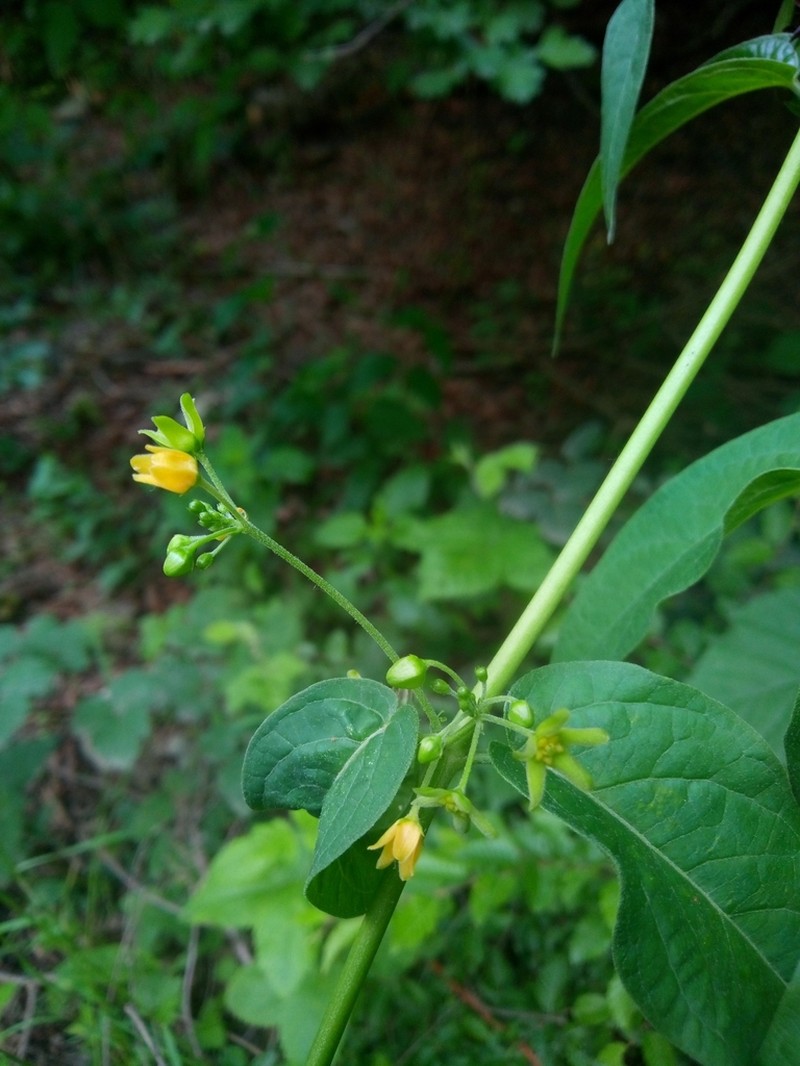 Vincetoxicum rehmannii photo 5