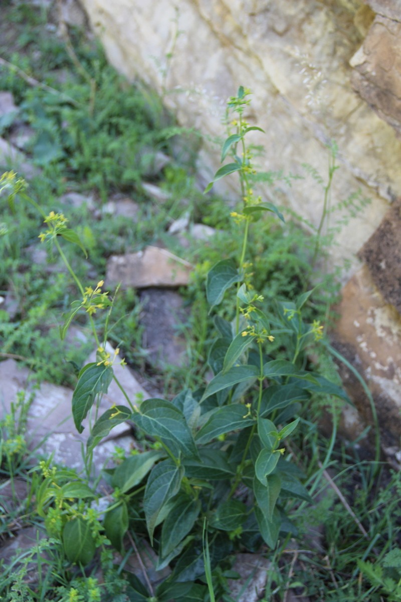 Vincetoxicum rehmannii photo 6