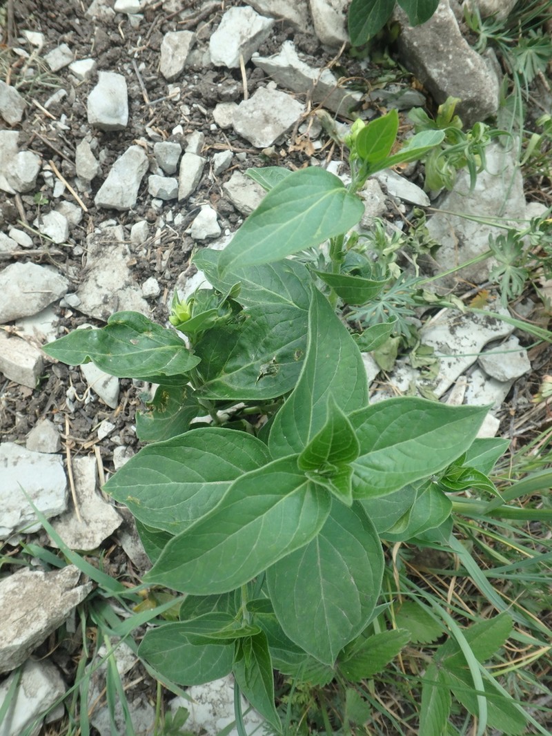 Vincetoxicum rehmannii photo 8