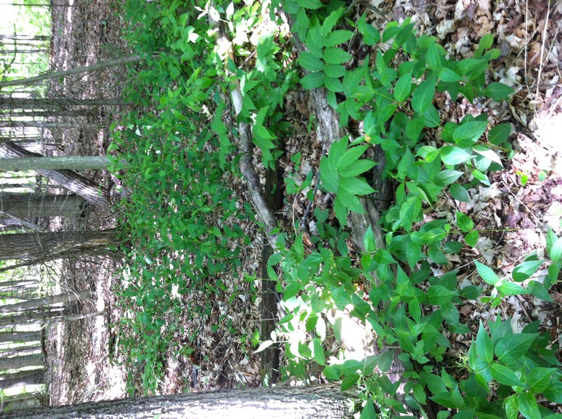 European Swallow-Wort photo 6