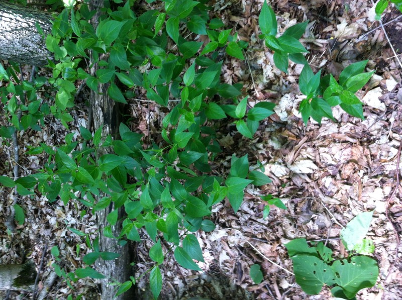 European Swallow-Wort photo 7