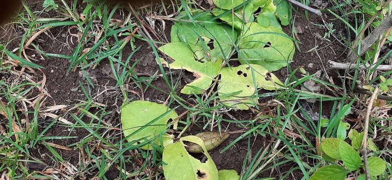 Vincetoxicum rotundifolium