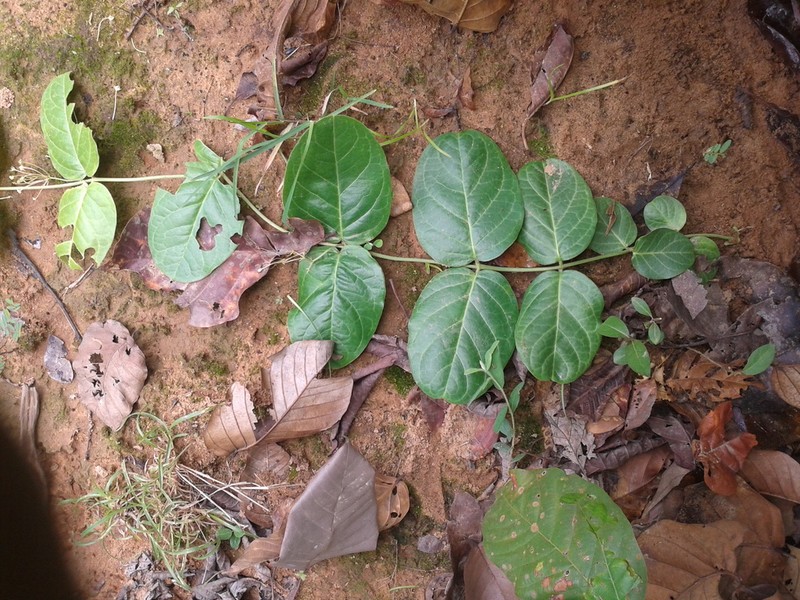 Vincetoxicum rotundifolium photo 2