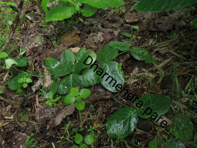 Vincetoxicum rotundifolium photo 3