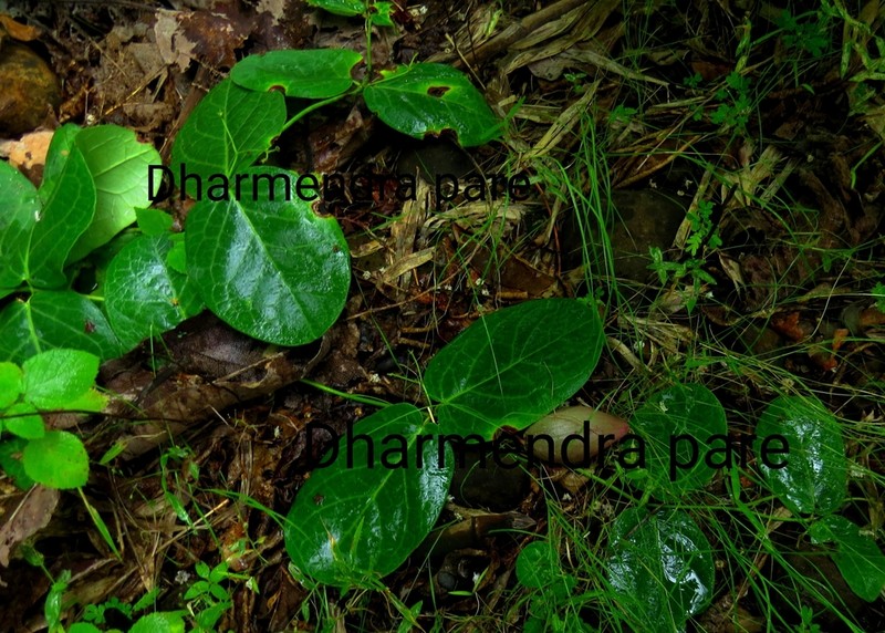 Vincetoxicum rotundifolium photo 4