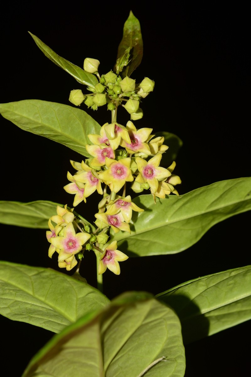 Vincetoxicum rotundifolium photo 5