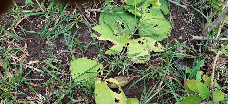 Vincetoxicum rotundifolium photo 6