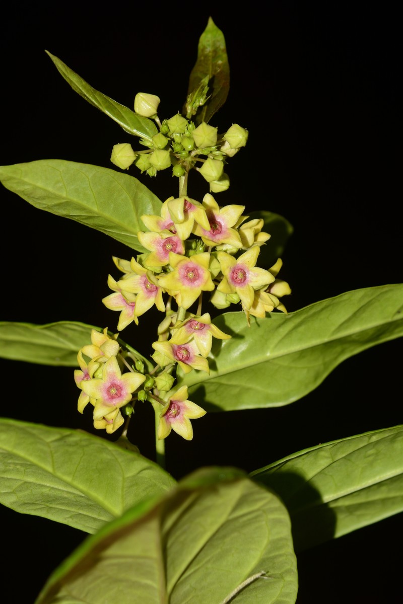 Vincetoxicum rotundifolium photo 7