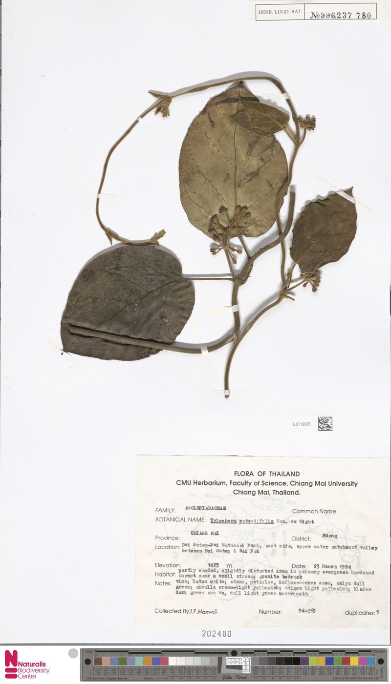 Vincetoxicum rotundifolium photo 8