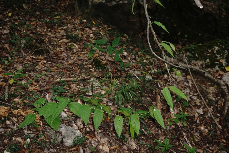 Vincetoxicum scandens