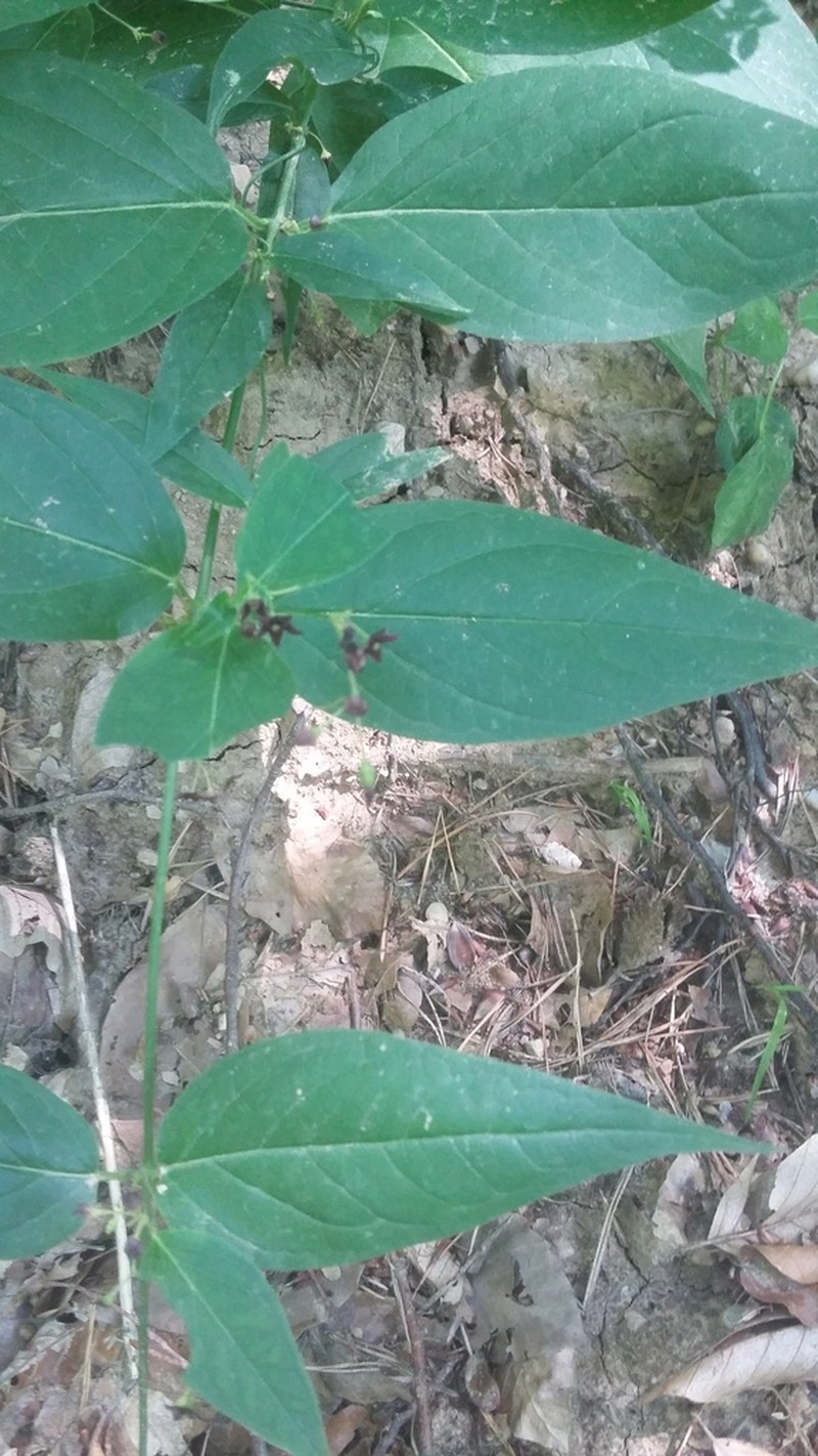 Vincetoxicum scandens photo 2