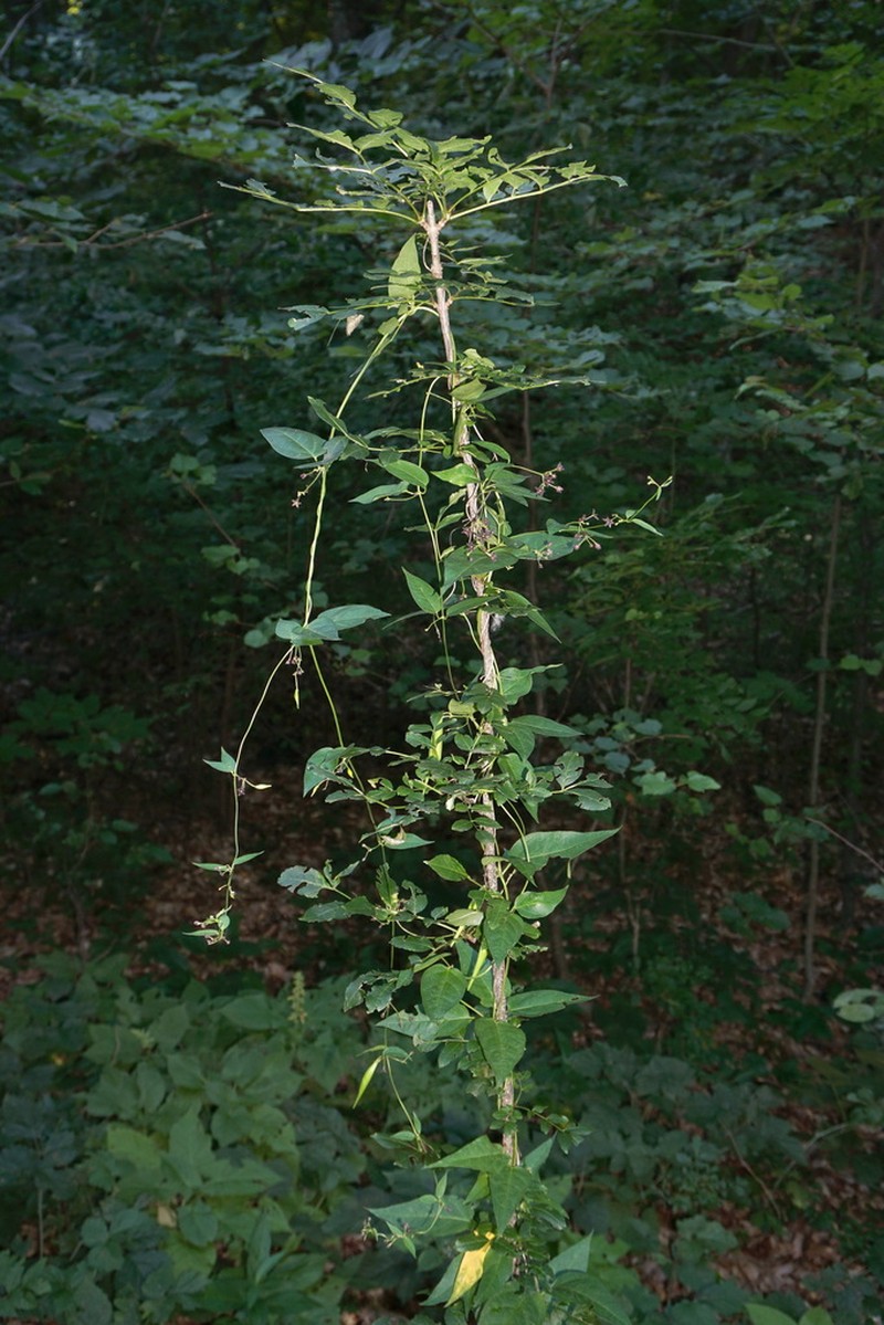 Vincetoxicum scandens photo 3