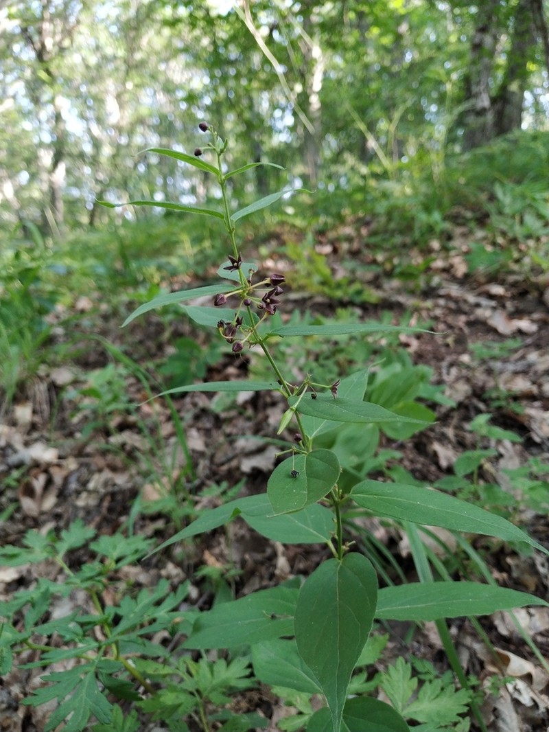 Vincetoxicum scandens photo 4