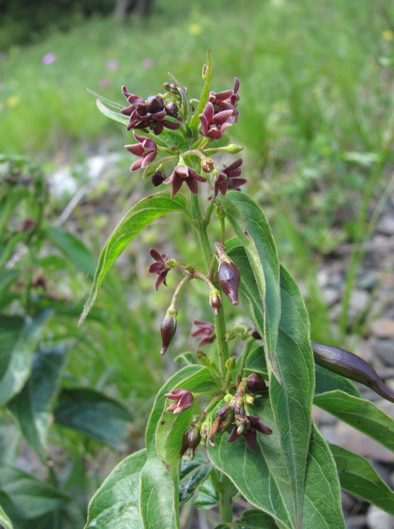 Vincetoxicum scandens photo 5